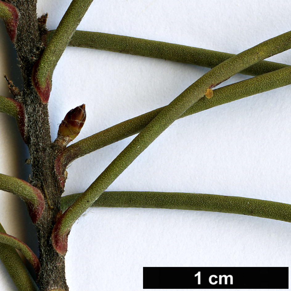 High resolution image: Family: Proteaceae - Genus: Hakea - Taxon: decurrens - SpeciesSub: subsp. platytaenia High resolution image: Family: Proteaceae - Genus: Hakea - Taxon: decurrens - SpeciesSub: subsp. platytaenia